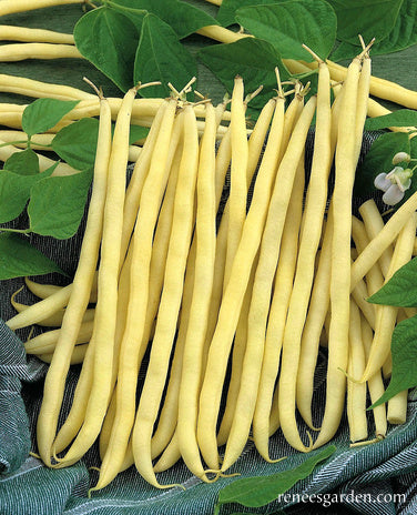 Pole Filet Beans - French Gold