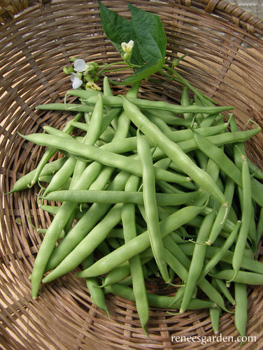 Heirloom Pole Beans - Kentucky Wonder Organic