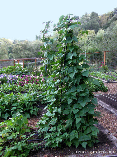 Heirloom Pole Beans - Kentucky Wonder Organic