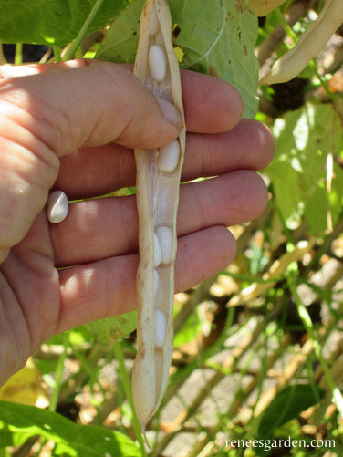 Bush Beans - Heirloom Cannellini