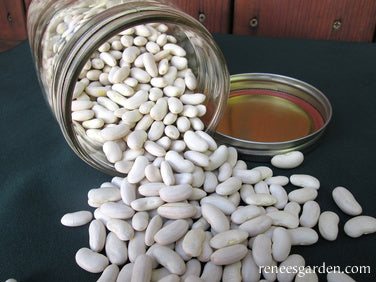 Bush Beans - Heirloom Cannellini