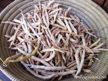 Bush Beans - Heirloom Cannellini