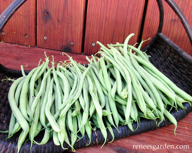 Pole Filet Beans - Seychelles