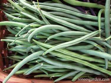 Pole Filet Beans - Seychelles