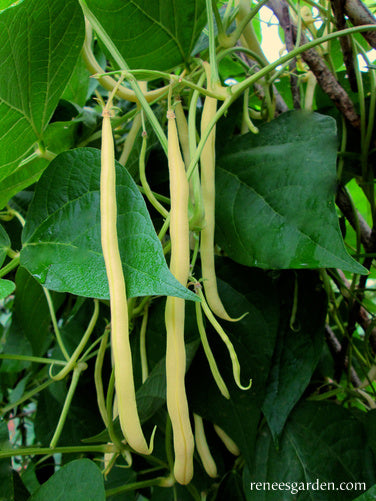 Pole Filet Beans - French Gold Organic