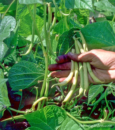 Pole Filet Beans - French Gold Organic