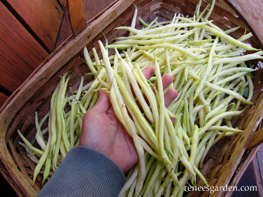 Pole Filet Beans - French Gold Organic