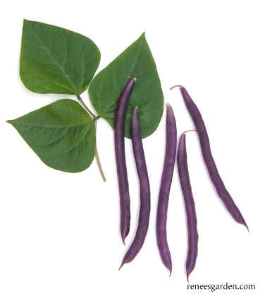 Heirloom Pole Beans - Rich Purple Pod Organic