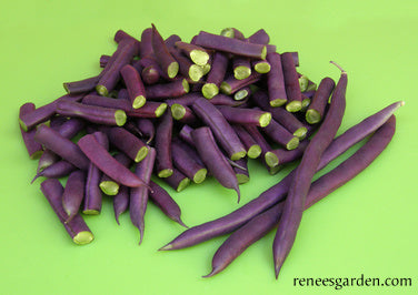 Heirloom Pole Beans - Rich Purple Pod Organic