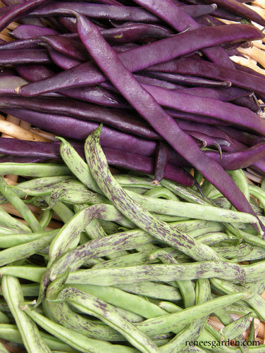 Heirloom Pole Beans - Rattlesnake & Purple Pole