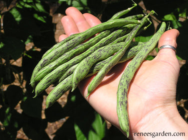 Heirloom Pole Beans - Rattlesnake & Purple Pole