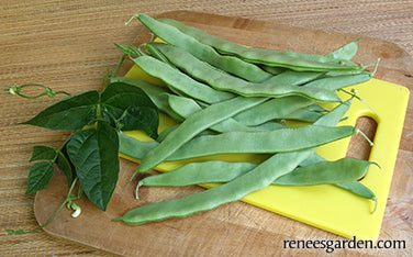 Pole Beans - Early Spanish Musica Organic