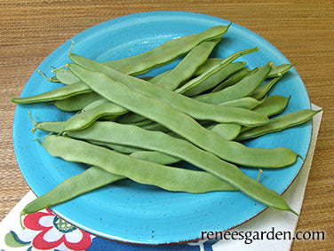Pole Beans - Early Spanish Musica Organic