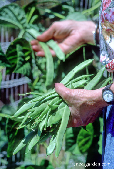Early Pole Beans - Spanish Musica