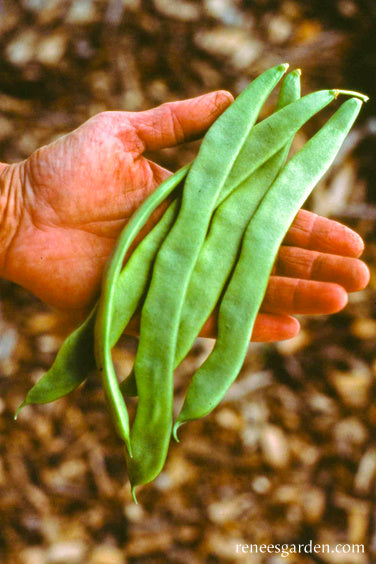 Pole Beans - Early Spanish Musica Organic
