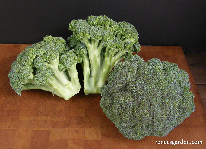 Main Crop Broccoli - Bravado