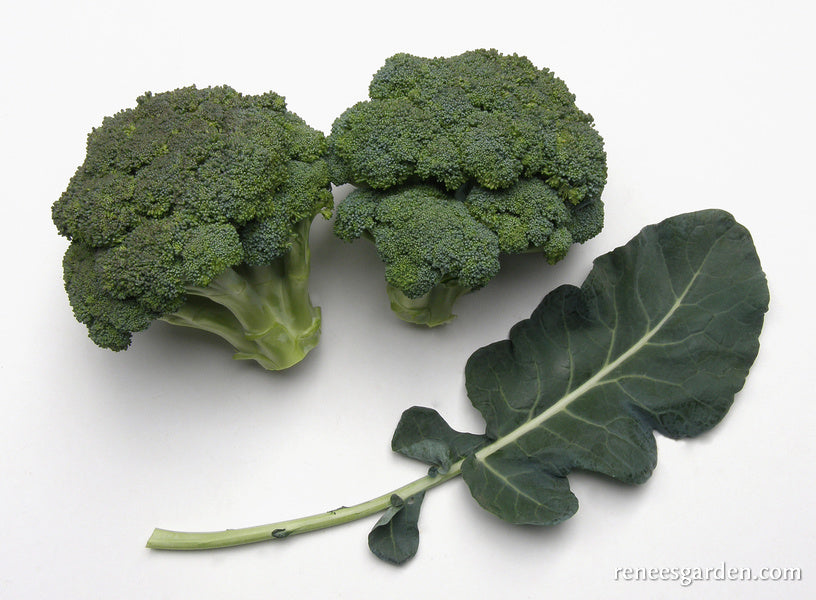 Main Crop Broccoli - Bravado