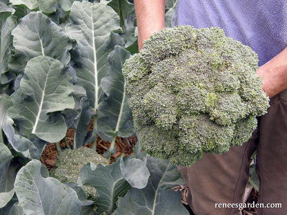 Main Crop Broccoli - Bravado