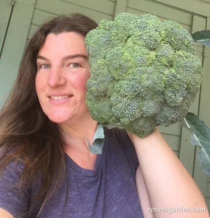 Main Crop Broccoli - Bravado