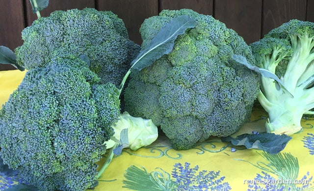 Main Crop Broccoli - Bravado