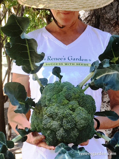 Main Crop Broccoli - Bravado