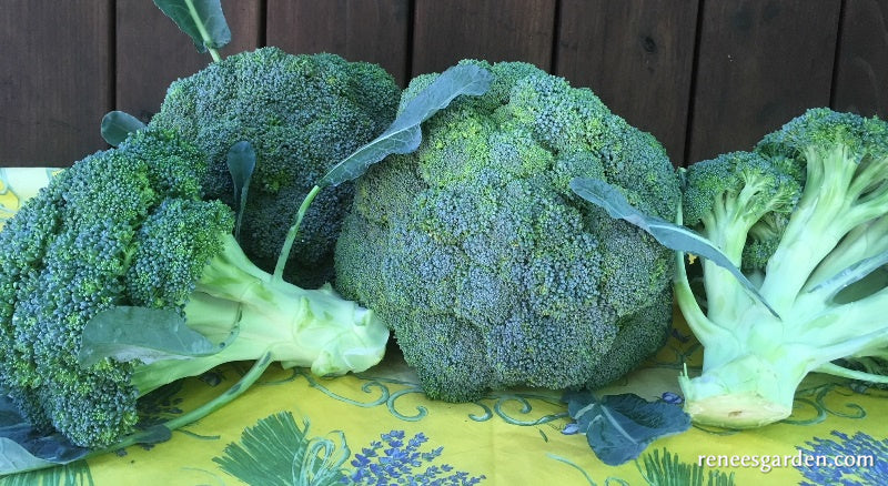 Main Crop Broccoli - Bravado