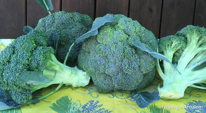 Main Crop Broccoli - Bravado