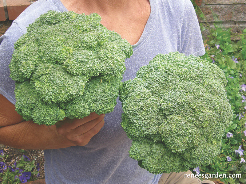 Main Crop Broccoli - Bravado