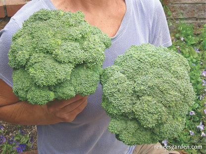 Main Crop Broccoli - Bravado