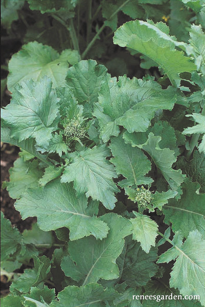 Heirloom Broccoli Raab - Super Rapini