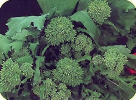Heirloom Broccoli Raab - Super Rapini