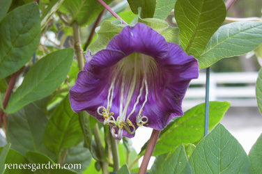 Heirloom Flowering Vines - Cathedral Bells