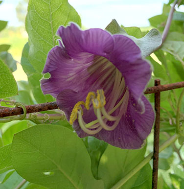 Heirloom Flowering Vines - Cathedral Bells
