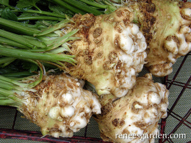 Celeriac/Celery Root - Prinz
