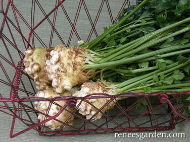 Celeriac/Celery Root - Prinz