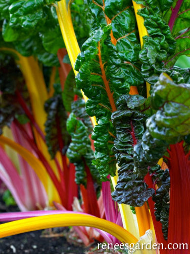 Rainbow Chard - Bright Lights