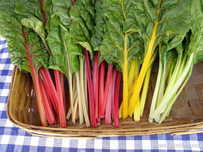 Rainbow Chard - Bright Lights