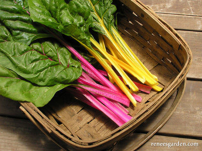 Rainbow Chard - Neon Glow