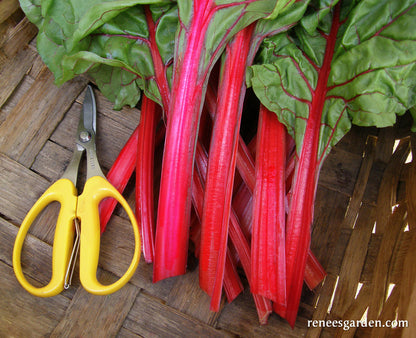 Gourmet Ruby Chard - Scarlet Charlotte