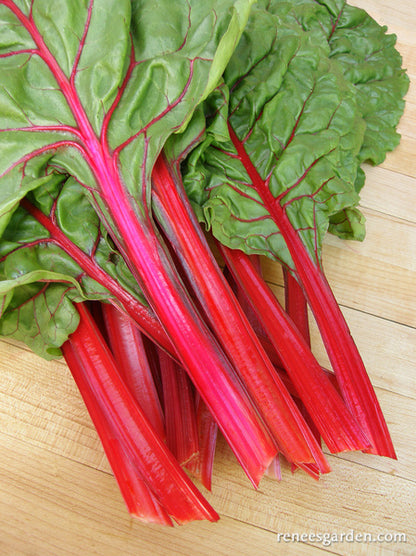 Gourmet Ruby Chard - Scarlet Charlotte