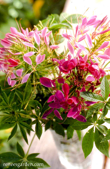 Hummingbird's Choice - Color Fountains Cleome