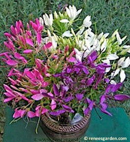 Hummingbird's Choice - Color Fountains Cleome