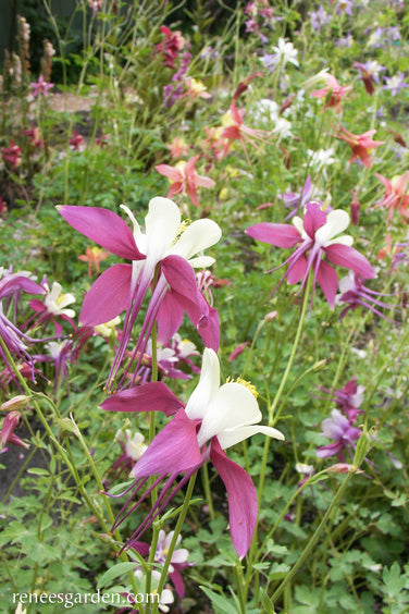 Heirloom Columbines - Mrs. Scott Elliot