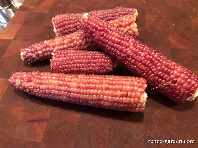 Heirloom Popcorn - Mini Pink Pearls