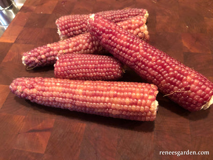 Heirloom Popcorn - Mini Pink Pearls