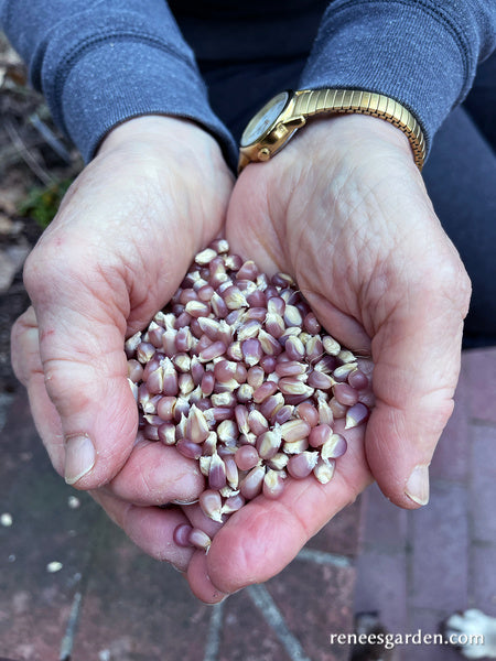 Heirloom Popcorn - Mini Pink Pearls