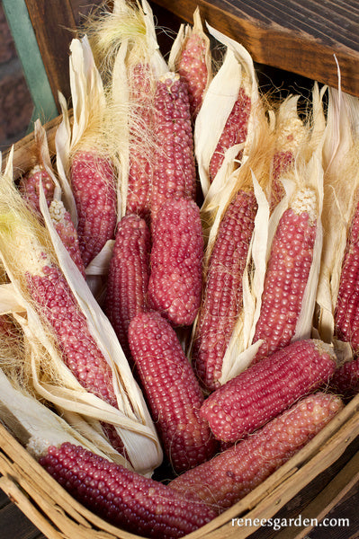 Heirloom Popcorn - Mini Pink Pearls