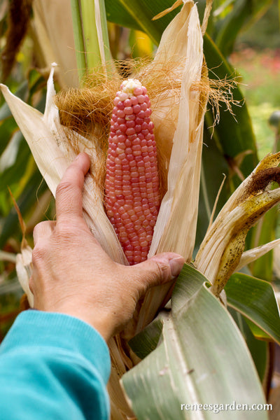 Heirloom Popcorn - Mini Pink Pearls