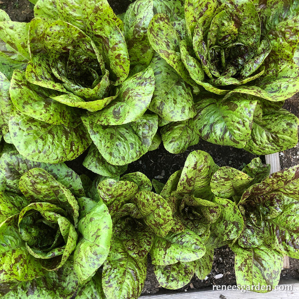 Heirloom Cutting Lettuce - Flashy Trout Back Organic
