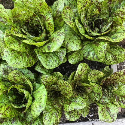 Heirloom Cutting Lettuce - Flashy Trout Back Organic